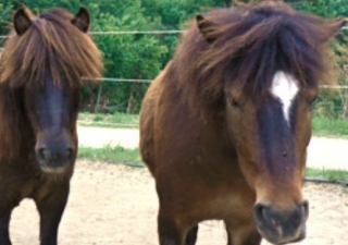  Paseo a caballo en 13